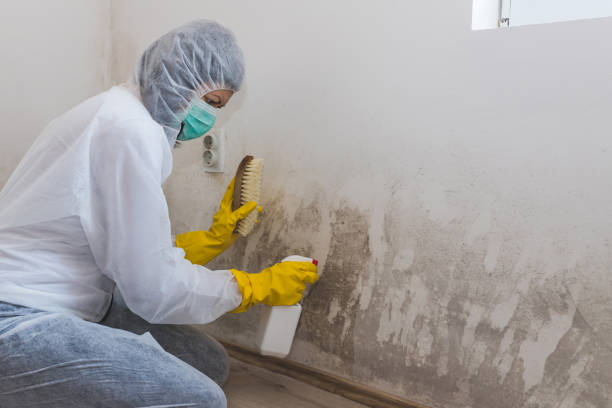 Best Mold Testing and Removal  in Vails Gate, NY