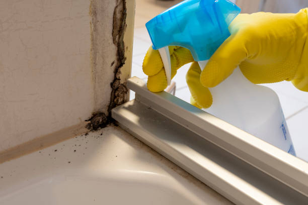 Best Local Mold Removal Service  in Vails Gate, NY