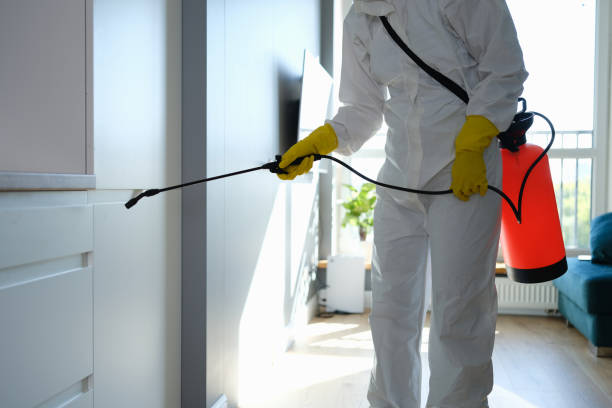Best Black Mold Removal  in Vails Gate, NY
