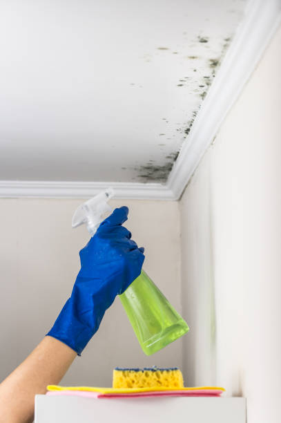 Best Residential Mold Removal  in Vails Gate, NY