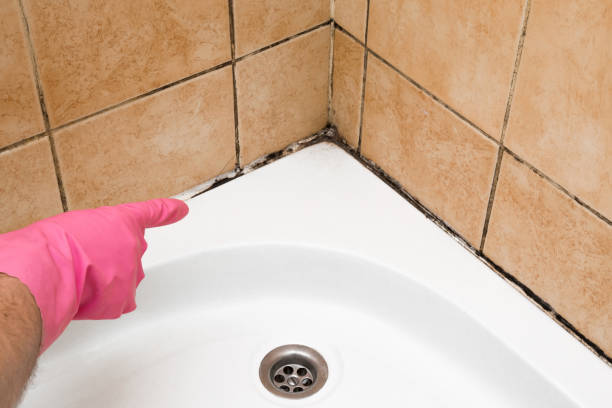 Best Office Mold Removal Services  in Vails Gate, NY